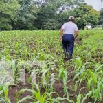 Foto: Cultivos de Nicaragua más prósperos con la lluvia / TN8