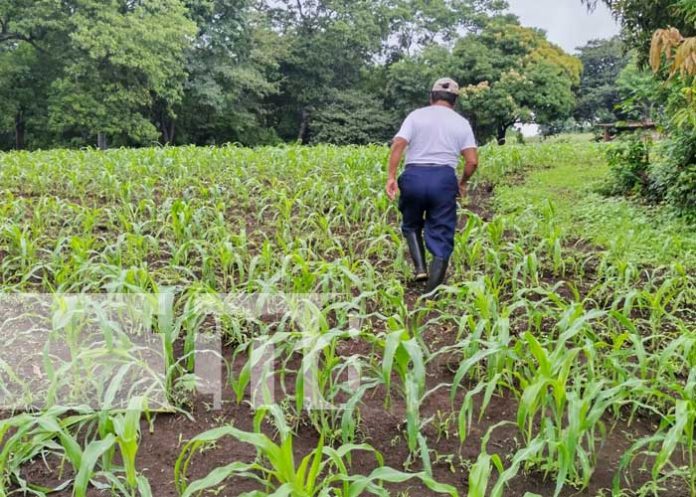 Foto: Cultivos de Nicaragua más prósperos con la lluvia / TN8