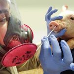 Alerta en Reino Unido: detectan persona contagiada de gripe porcina