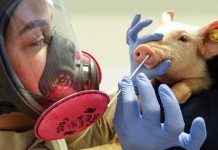 Alerta en Reino Unido: detectan persona contagiada de gripe porcina