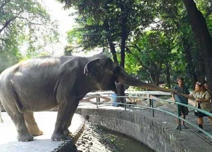 Muere la elefanta "más triste del mundo"