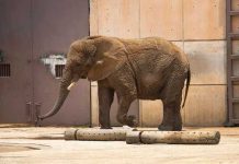 Muere la elefanta "más triste del mundo"