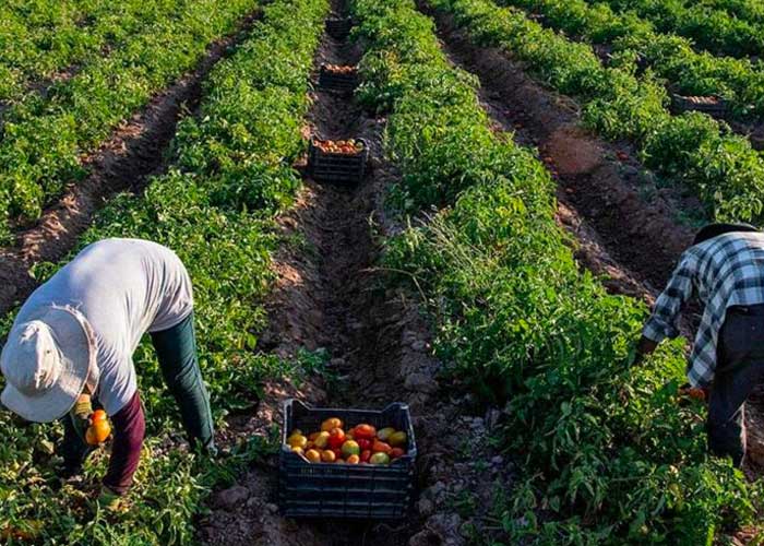 FAO elabora plan para atenuar el impacto de El Niño en la agricultura