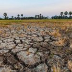 FAO elabora plan para atenuar el impacto de El Niño en la agricultura