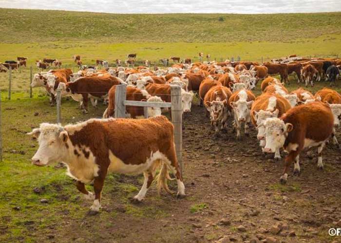 FAO elabora plan para atenuar el impacto de El Niño en la agricultura