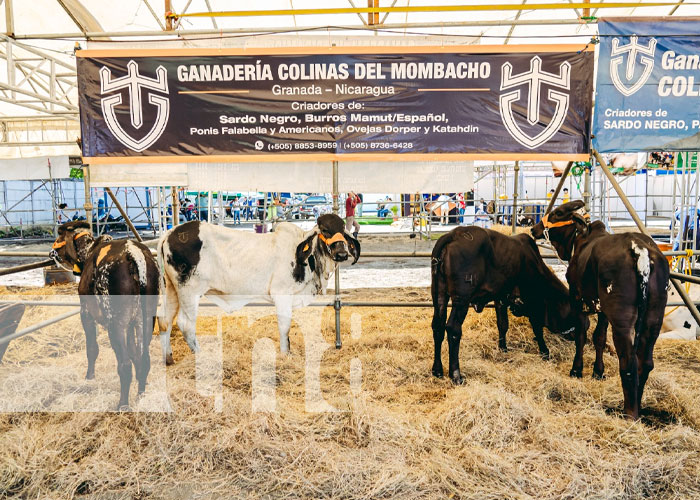 Foto: Feria Ganadera Navideña en Managua / TN8