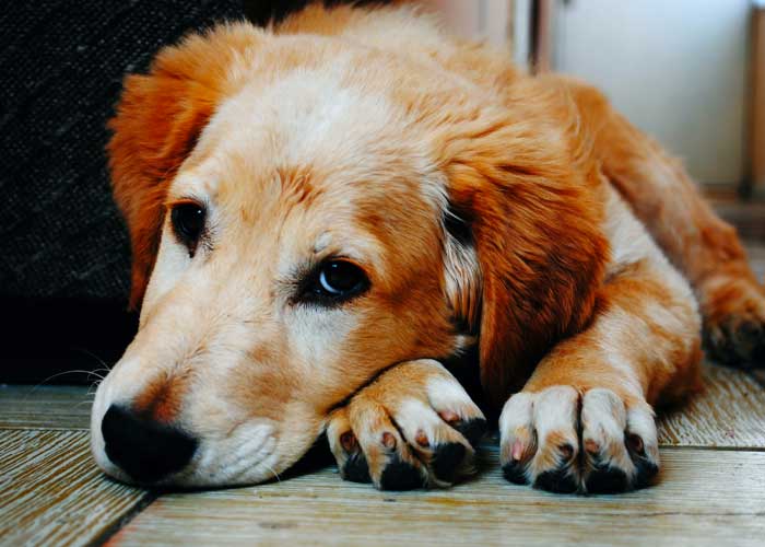 Extraña enfermedad respiratoria está matando a los perros