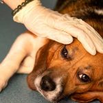 Extraña enfermedad respiratoria está matando a los perros