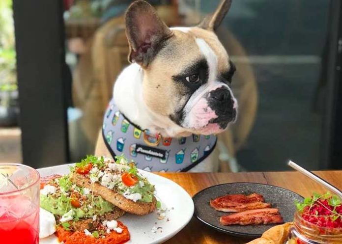 Crean restaurante llamado “Fiuto” exclusivamente para perros
