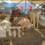 Foto: Reportan ventas exitosas en el cierre de la Feria Ganadera Navideña Managua 2023 / TN8