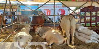 Foto: Reportan ventas exitosas en el cierre de la Feria Ganadera Navideña Managua 2023 / TN8