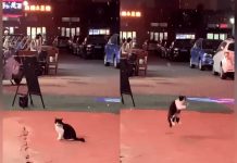 Foto: Gatito causa reacciones en redes /cortesía