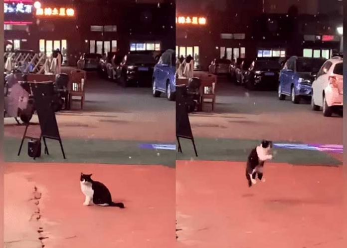 Foto: Gatito causa reacciones en redes /cortesía