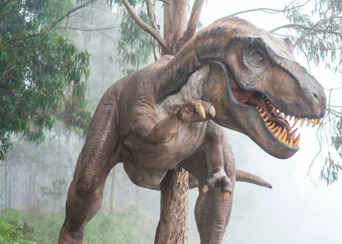 Foto: Un fósil revela cuál fue la última comida de un joven tiranosaurio/Cortresía