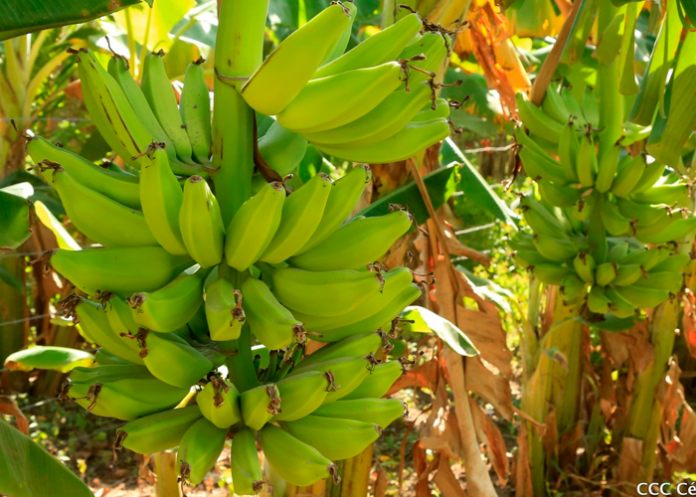 Foto: Aumenta la producción de plátano en los últimos 5 años /Cortesìa
