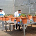 Foto: ¡Carazo cuenta con un nuevo invernadero de hibridación para el cultivo de frijol!/TN8
