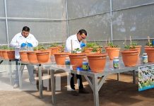 Foto: ¡Carazo cuenta con un nuevo invernadero de hibridación para el cultivo de frijol!/TN8