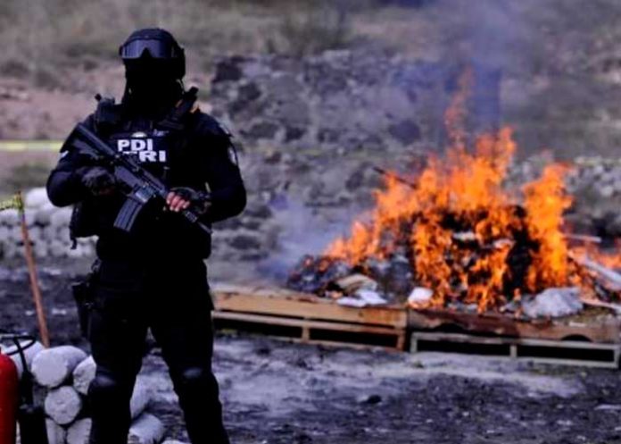 Foto: México erradica 53,000 dosis ilegales /cortesía
