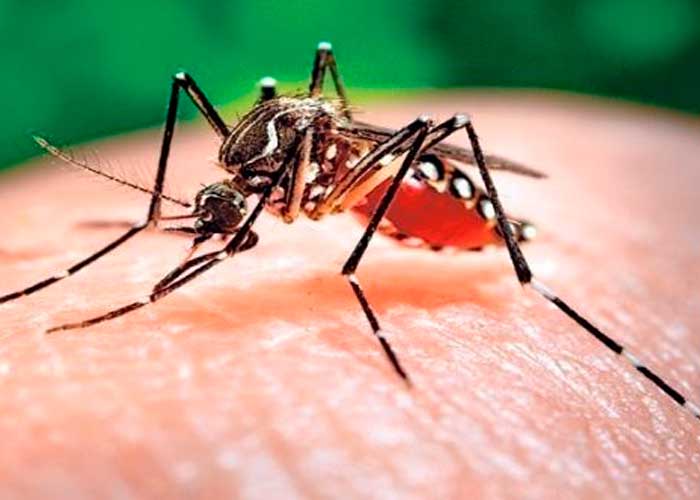 Foto: Dengue cobra más vidas que nunca en Brasil /cortesía