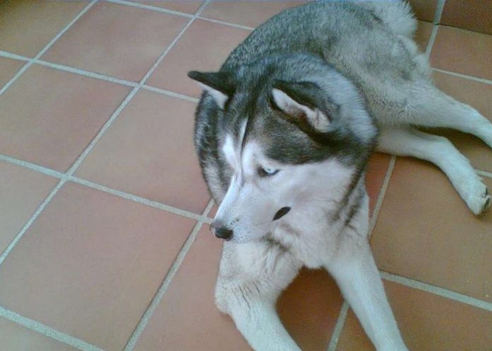 Un perro lobo mata a mordiscos a un bebé de tres meses