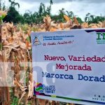 Foto: ¡Innovación agropecuaria! Dos nuevas variedades de maíz para productores/TN8