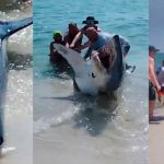 Foto: Tiburón causa pánico /cortesía