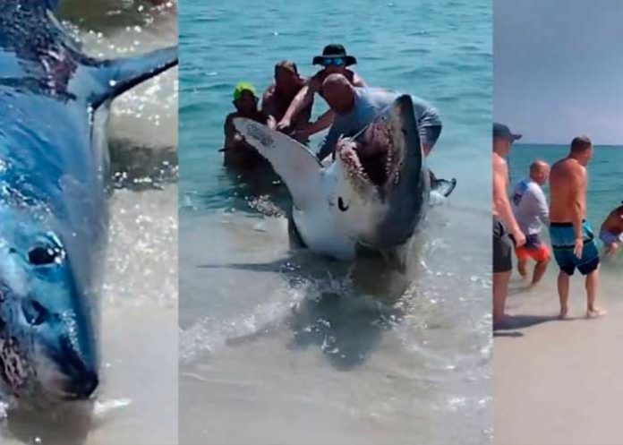 Foto: Tiburón causa pánico /cortesía