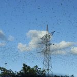 Miles de langostas vuelan sobre Mérida, México ¿es el fin del mundo?
