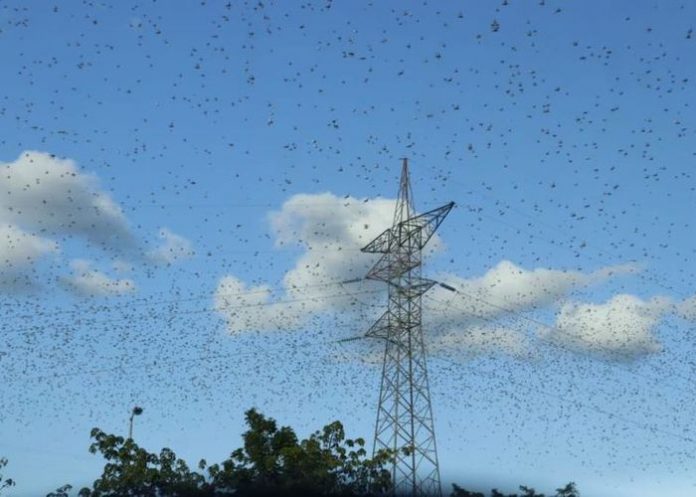 Miles de langostas vuelan sobre Mérida, México ¿es el fin del mundo?