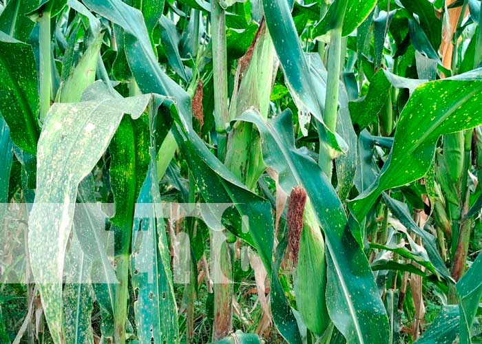 Foto: ¡Innovación agropecuaria! Dos nuevas variedades de maíz para productores/TN8