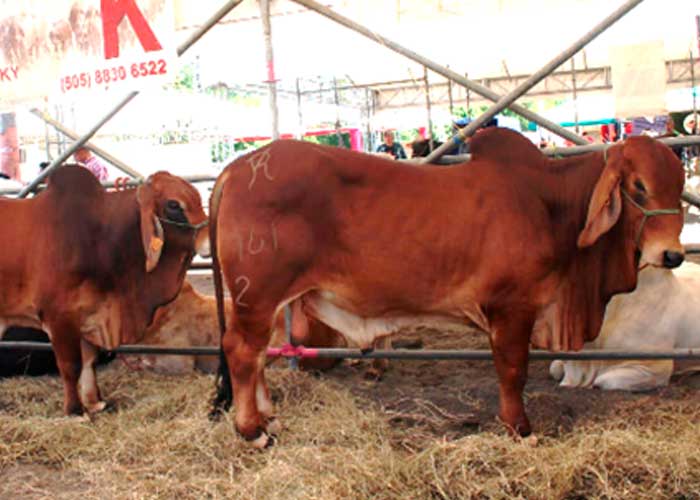 Foto: Culmina "Feria Ganadera Navidad, Managua 2023" Después de 6 días de celebración/Cortesía