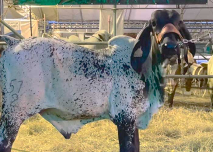 Foto: Culmina "Feria Ganadera Navidad, Managua 2023" Después de 6 días de celebración/Cortesía