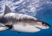 Muere por ataque de tiburón en una playa de México 