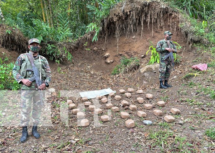 Foto: El Ejército de Nicaragua incautó varios paquetes de marihuana en Jalapa/TN8
