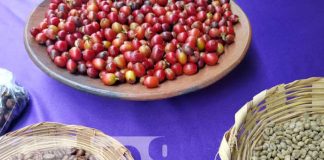 Foto: Feria del café: Expone lo mejor del grano de oro en Ometepe / TN8