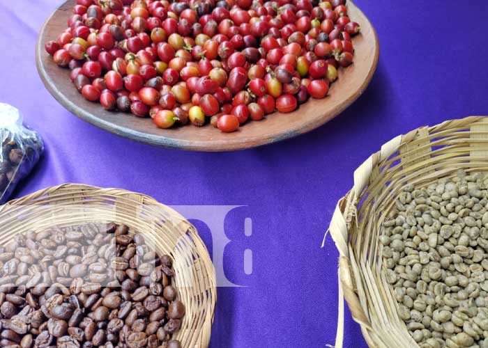 Foto: Feria del café: Expone lo mejor del grano de oro en Ometepe / TN8