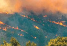 Aumenta riesgo de incendios forestales en Australia por alerta de calor extremo