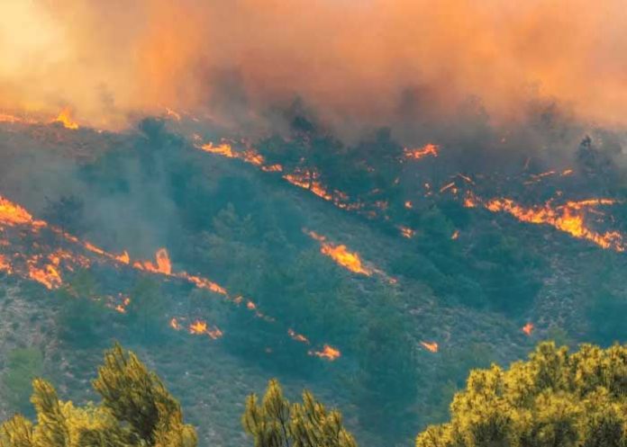 Aumenta riesgo de incendios forestales en Australia por alerta de calor extremo