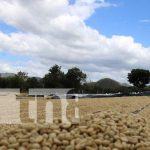 Foto: Cooperativa exportadora de café en Madriz lista para abrir mercado con China / TN8