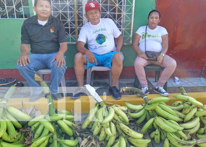 Foto: Realizan la feria de plátano en la Isla de Ometepe / TN8