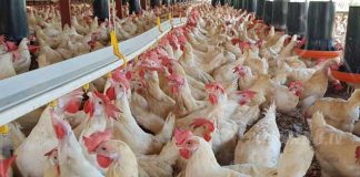 Sigue en aumento la Producción Nacional Avícola