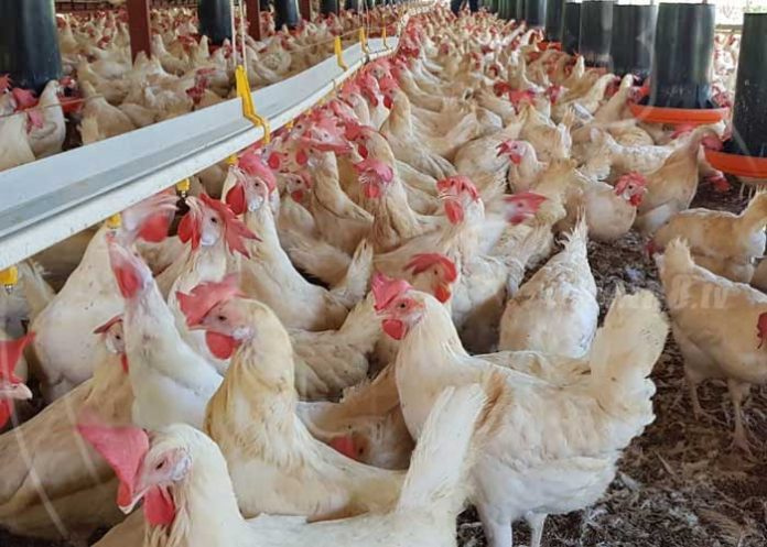 Sigue en aumento la Producción Nacional Avícola