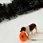 Perrita rescata a su dueño de morir en un lago congelado en Michigan, Estados Unidos