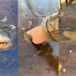Video de caimanes congelados que sobreviven a la ola de frío en Estados Unidos