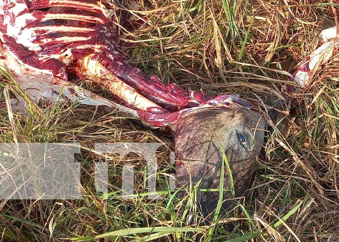 Foto: Con las manos en la masa, capturan a tres sujetos destazando semovientes en una finca en Comalapa / TN8