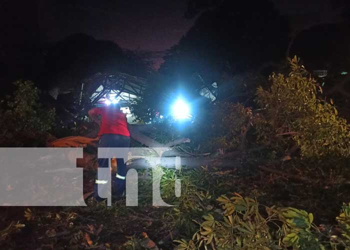 Foto: ¡Vivos de milagro! Rama gigante deja dos lesionadas y serios daños materiales en Granada / TN8