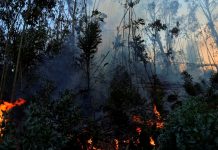 Foto: Colombia se encuentra en estado de “Desastre Nacional” por los incendios forestales/Cortesía
