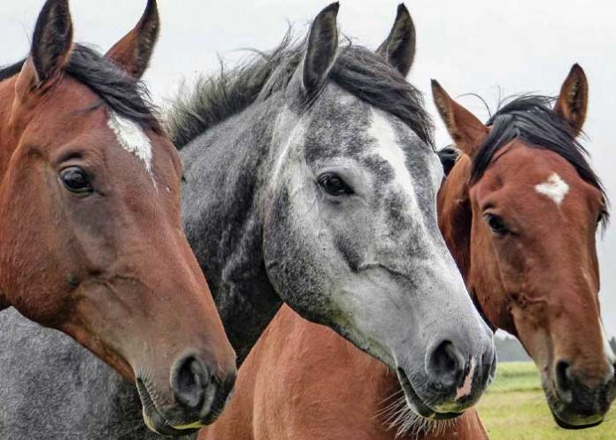 Foto: Con las manos en la masa, capturan a tres sujetos destazando semovientes en una finca en Comalapa / TN8