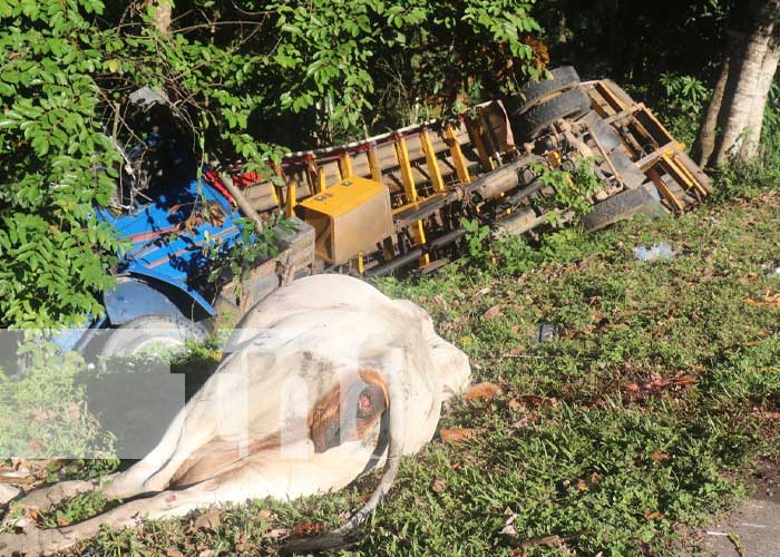 Foto: Accidente con varias vacas muertes en Siuna / TN8