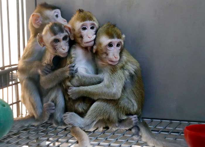 Logran la primera clonación exitosa de dos monos macaco